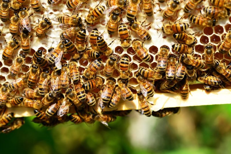 honey-bees-bees-hive-bee-hive-53444-53444.jpg